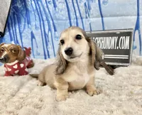 Cream import, a male Miniature Dachshund for sale in Oneonta, NY – Photo 7 of 8