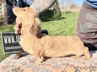 Cream import, a male Miniature Dachshund for sale in Oneonta, NY – 7 of 8