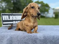 Smooth Brindle, a male Miniature Dachshund for sale in Oneonta, NY – 7 of 10