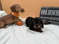 Russian AKC LH, a male Miniature Dachshund for sale in Oneonta, NY – 5 of 9
