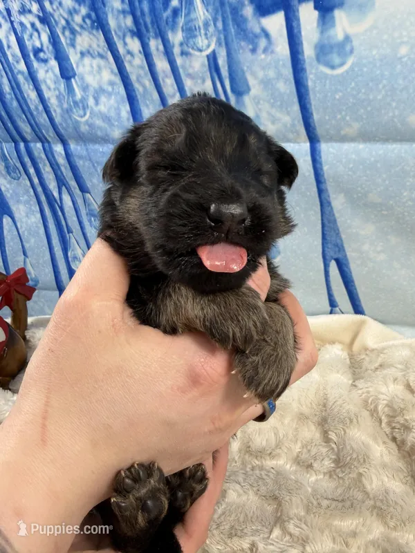 Champion Sired LH Imports