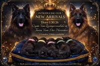 Champion Sired LH Imports, a male German Shepherd Dog for sale in Oneonta, NY – Photo 4 of 7