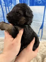 Champion Sired LH Imports, a male German Shepherd Dog for sale in Oneonta, NY – Photo 7 of 7