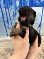 Champion Sired LH Imports, a male German Shepherd Dog for sale in Oneonta, NY – Photo 6 of 7