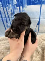 Champion Sired LH Imports, a male German Shepherd Dog for sale in Oneonta, NY – Photo 5 of 7