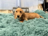 Dapple boy, a male Miniature Dachshund for sale in Oneonta, NY – 6 of 10