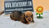 Russian Smooth red, a female Dachshund for sale in Oneonta, NY – 2 of 6