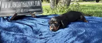 Russian smooth, a male Dachshund for sale in Oneonta, NY – 4 of 4