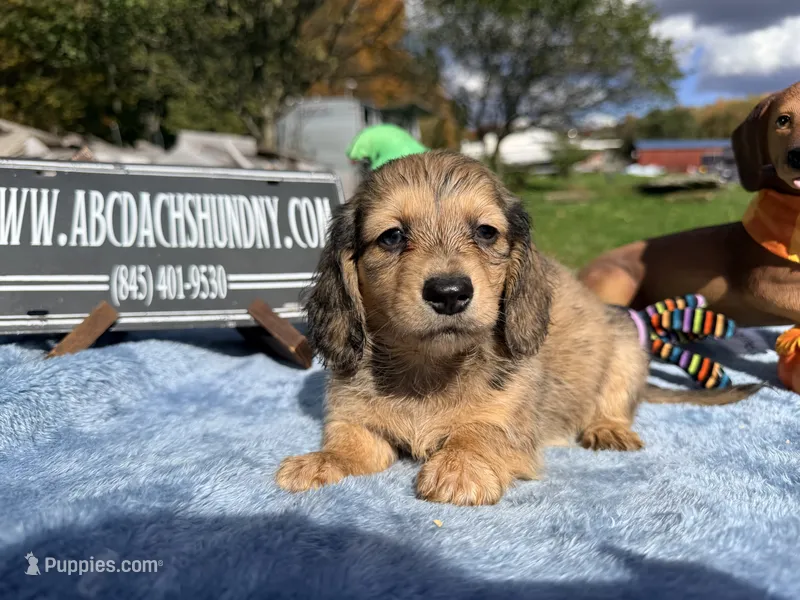 Uk import dapple – Miniature Dachshund puppy for sale in Oneonta, NY