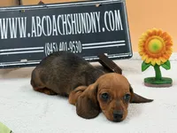 Russian Smooth red, a female Dachshund for sale in Oneonta, NY – 6 of 6