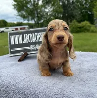 Ch Russian line, a male Miniature Dachshund for sale in Oneonta, NY – 9 of 10