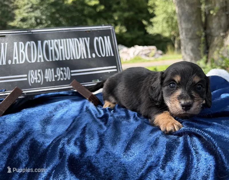 Russian – Miniature Dachshund puppy for sale in Oneonta, NY