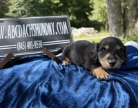 Russian, a male Miniature Dachshund for sale in Oneonta, NY – 1 of 10