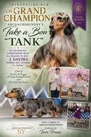 Champion bred LH male russian, a male Miniature Dachshund for sale in Oneonta, NY – 6 of 10