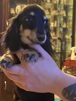 Ch import akc, a female Miniature Dachshund for sale in Oneonta, NY – 4 of 9