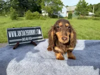 Russian akc, a male Miniature Dachshund for sale in Oneonta, NY – 5 of 8