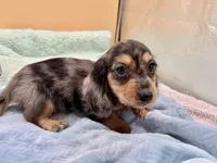 S.African , a male Miniature Dachshund for sale in Oneonta, NY – 8 of 10