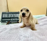 Charity South African , a female Miniature Dachshund for sale in Oneonta, NY – 5 of 9