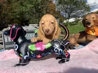 Russian AKC Carrie’s cream, a female Miniature Dachshund for sale in Oneonta, NY – 5 of 5