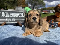 Uk import dapple, a male Miniature Dachshund for sale in Oneonta, NY – 5 of 6