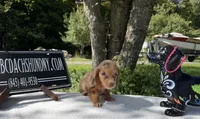 Russian, a female Miniature Dachshund for sale in Oneonta, NY – 2 of 9