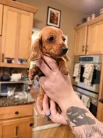 Russian smooth red dapple, a male Dachshund for sale in Oneonta, NY – 5 of 6