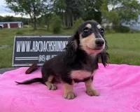 Russian sale, a female Miniature Dachshund for sale in Oneonta, NY – 9 of 10