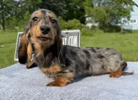 AKC show boy- russian sale, a male Miniature Dachshund for sale in Oneonta, NY – 3 of 10