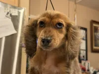 2 blue eyes russian, a male Miniature Dachshund for sale in Oneonta, NY – 2 of 10