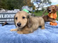 Uk choc creamDappleSire, a male Miniature Dachshund for sale in Oneonta, NY – 2 of 10