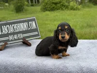 Ch russian, a male Miniature Dachshund for sale in Oneonta, NY – 6 of 10