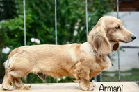 AKC S.African, a male Miniature Dachshund for sale in Oneonta, NY – 8 of 10