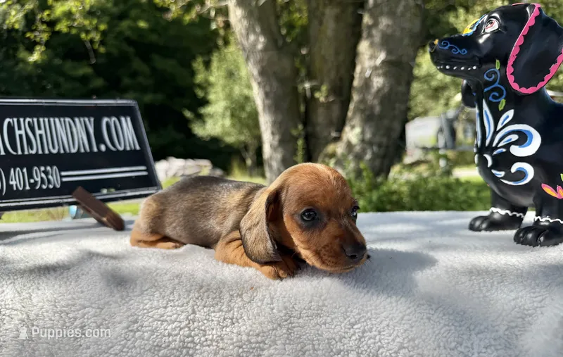 Russian Smooth red – Dachshund puppy for sale in Oneonta, NY