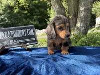 Russian pol, a male Miniature Dachshund for sale in Oneonta, NY – 5 of 9