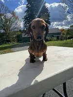 Russian AKC dad is Gold GCH, a female Miniature Dachshund for sale in Oneonta, NY – 4 of 8