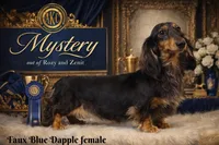 AKC Pra Clear russian, a female Miniature Dachshund for sale in Oneonta, NY – Photo 9 of 10