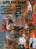 AKC Pra Clear russian, a female Miniature Dachshund for sale in Oneonta, NY – Photo 10 of 10