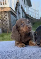 AKC Pra Clear russian, a female Miniature Dachshund for sale in Oneonta, NY – Photo 2 of 10