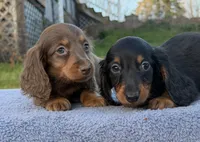 AKC Pra Clear russian, a female Miniature Dachshund for sale in Oneonta, NY – Photo 5 of 10