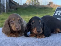 AKC Pra Clear russian, a female Miniature Dachshund for sale in Oneonta, NY – Photo 4 of 10