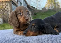 AKC Pra Clear russian, a female Miniature Dachshund for sale in Oneonta, NY – Photo 7 of 10