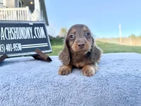 AKC Pra Clear russian, a female Miniature Dachshund for sale in Oneonta, NY – Photo 3 of 10