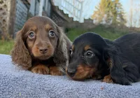 AKC Pra Clear russian, a female Miniature Dachshund for sale in Oneonta, NY – Photo 8 of 10