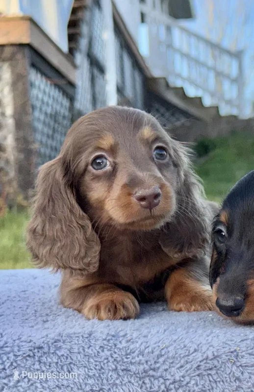 AKC Pra Clear russian – Miniature Dachshund puppy for sale in Oneonta, NY