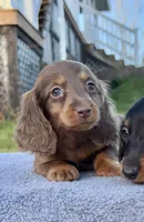 AKC Pra Clear russian, a female Miniature Dachshund for sale in Oneonta, NY – Photo 1 of 10