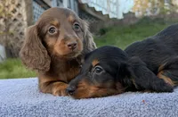 AKC Pra Clear russian, a female Miniature Dachshund for sale in Oneonta, NY – Photo 6 of 10