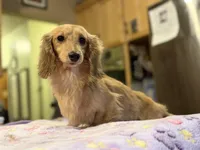 Eng Cream Import , a female Miniature Dachshund for sale in Oneonta, NY – Photo 4 of 8