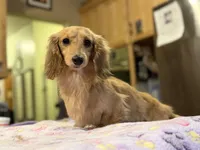 Eng Cream Import , a female Miniature Dachshund for sale in Oneonta, NY – Photo 5 of 8