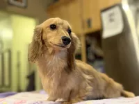 Eng Cream Import , a female Miniature Dachshund for sale in Oneonta, NY – Photo 1 of 8