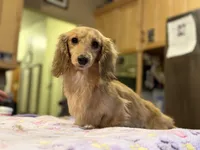 Eng Cream Import , a female Miniature Dachshund for sale in Oneonta, NY – Photo 2 of 8